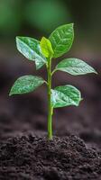 Green plant growing in soil under natural light in a home garden setting in autumn photo