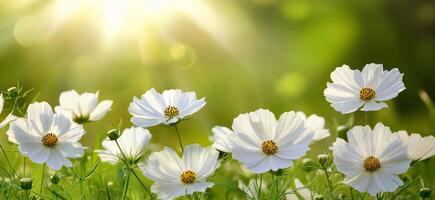 Vibrant white flowers bloom in a lush green meadow under bright sunlight photo