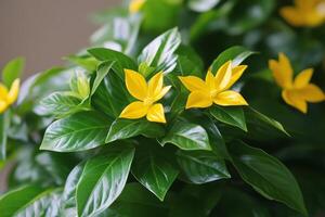 Bright yellow flowers bloom among lush green leaves in a botanical garden setting during spring photo