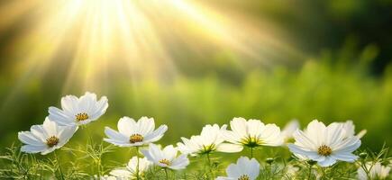 Vibrant white flowers bloom in a lush green meadow under bright sunlight photo