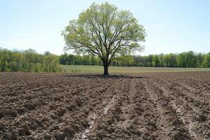 Plowed field with a solitary tree under clear sky in rural landscape during springtime photo