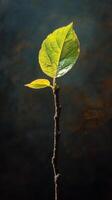 Fresh green leaf emerging from a slender twig against a dark background in a serene environment photo
