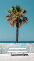 Bright sunlight illuminating a palm tree above a white picnic table against a wall photo