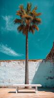 Bright sunlight illuminating a palm tree above a white picnic table against a wall photo