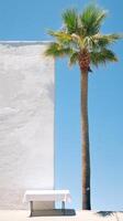 Bright sunlight illuminating a palm tree above a white picnic table against a wall photo