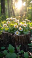 Sunlight filtering through trees above a wooden stump surrounded by blooming daisies in a forest photo