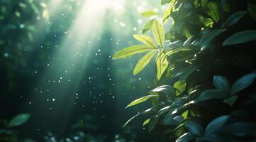 Sunlight streaming through leaves in a lush forest during early morning hours photo