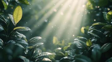 Sunlight streaming through leaves in a lush forest during early morning hours photo