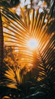 Sunset behind palm tree creating silhouette in tranquil outdoor setting during golden hour photo