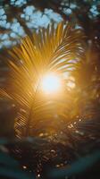 Sunset behind palm tree creating silhouette in tranquil outdoor setting during golden hour photo
