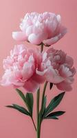 Beautiful pink peonies in full bloom against a soft pink background photo