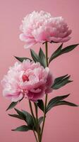 Beautiful pink peonies in full bloom against a soft pink background photo