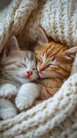 Two adorable kittens sleeping together in a cozy knitted blanket photo