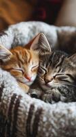 Two adorable kittens sleeping together in a cozy knitted blanket photo