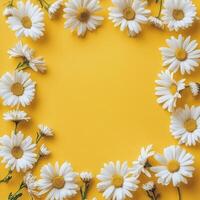 Daisies arranged in a circular pattern against a bright yellow background in vibrant floral display photo
