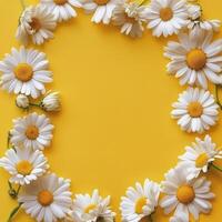 Daisies arranged in a circular pattern against a bright yellow background in vibrant floral display photo