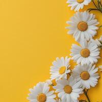 Daisies arranged in a circular pattern against a bright yellow background in vibrant floral display photo