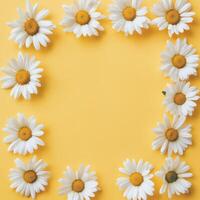 Daisies arranged in a circular pattern against a bright yellow background in vibrant floral display photo