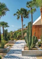 Pathway bordered by cacti and palm trees in a modern landscape design photo