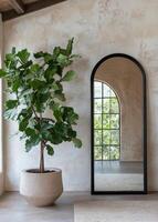 Fiddle leaf fig tree in stylish indoor setting with large window and decorative mirror photo