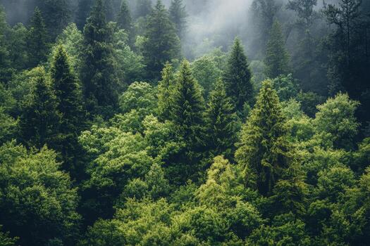 Lush green forest with mist covering treetops in a serene natural setting photo