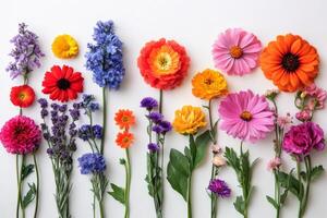Colorful array of fresh flowers arranged neatly on a white background photo