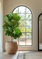 Fiddle leaf fig tree in stylish indoor setting with large window and decorative mirror photo