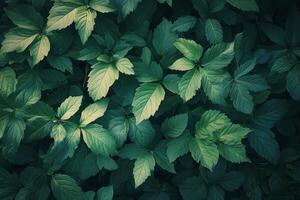 Lush green forest with mist covering treetops in a serene natural setting photo