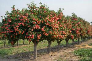 Fresh red apples hanging on a tree branch under a bright blue sky during sunny weather photo