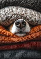Cozy dog peeking through soft knitted sweaters in a warm indoor setting photo