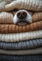 Cozy dog peeking through soft knitted sweaters in a warm indoor setting photo
