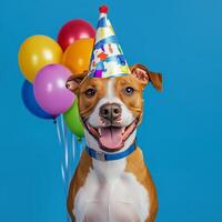 Happy dog celebrating a birthday with colorful balloons against a bright blue background photo