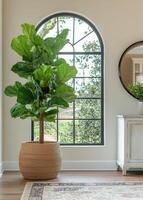 Fiddle leaf fig tree in stylish indoor setting with large window and decorative mirror photo