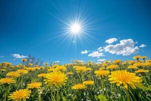 Sunlight bathes a vibrant field of dandelions under a clear blue sky filled with fluffy clouds photo