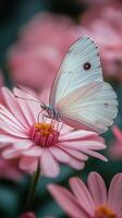 Butterfly perched on pink flower in a garden during springtime photo