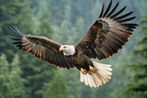 Majestic bald eagle soaring above its nest in a forested area during early morning light photo
