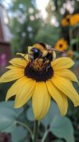 Bumblebee collecting pollen from a vibrant sunflower in a sunny garden photo