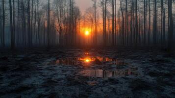 Sunset casts warm glow over burnt forest and reflective puddles in serene landscape photo