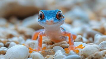Colorful gecko resting on pebbles during a sunny day photo