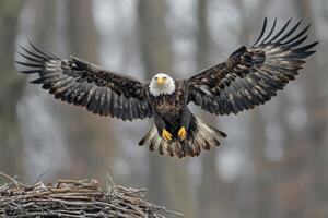 Majestic bald eagle soaring above its nest in a forested area during early morning light photo