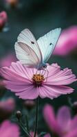 Butterfly perched on pink flower in a garden during springtime photo