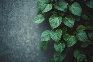 Lush green plants climbing a textured wall in a modern urban setting photo