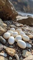 Nest of speckled eggs on rocky terrain in the golden hour light during early morning photo