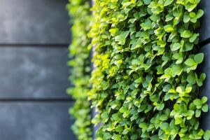 Lush green plants climbing a textured wall in a modern urban setting photo