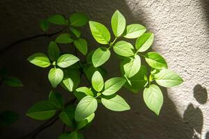 Lush green plants climbing a textured wall in a modern urban setting photo