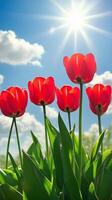 Bright red tulips blooming under sunlight in a serene garden setting during springtime photo
