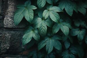 Lush green plants climbing a textured wall in a modern urban setting photo