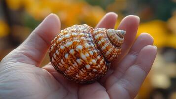 Intricate seashell held in hand against a backdrop of warm autumn colors photo