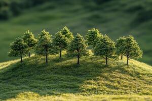 Young trees growing in a field at sunset with sunlight illuminating the landscape photo