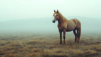 Majestic horse standing in a field of wildflowers at sunset in a serene landscape photo